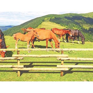 Woodline Pferdekoppel-Querriegel europ Kastanie 300cm